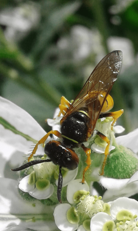 Crabronidae : femmina di Philanthus triangulus? S, ma triangulum!